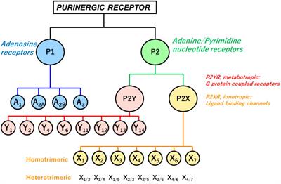 Degranulation of human mast cells: modulation by P2 receptors’ agonists